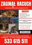 zaginął RACUCH - prosimy o pomoc w znalezieniu