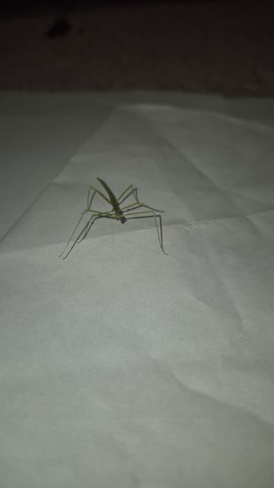 Patyczaki, młode osobniki