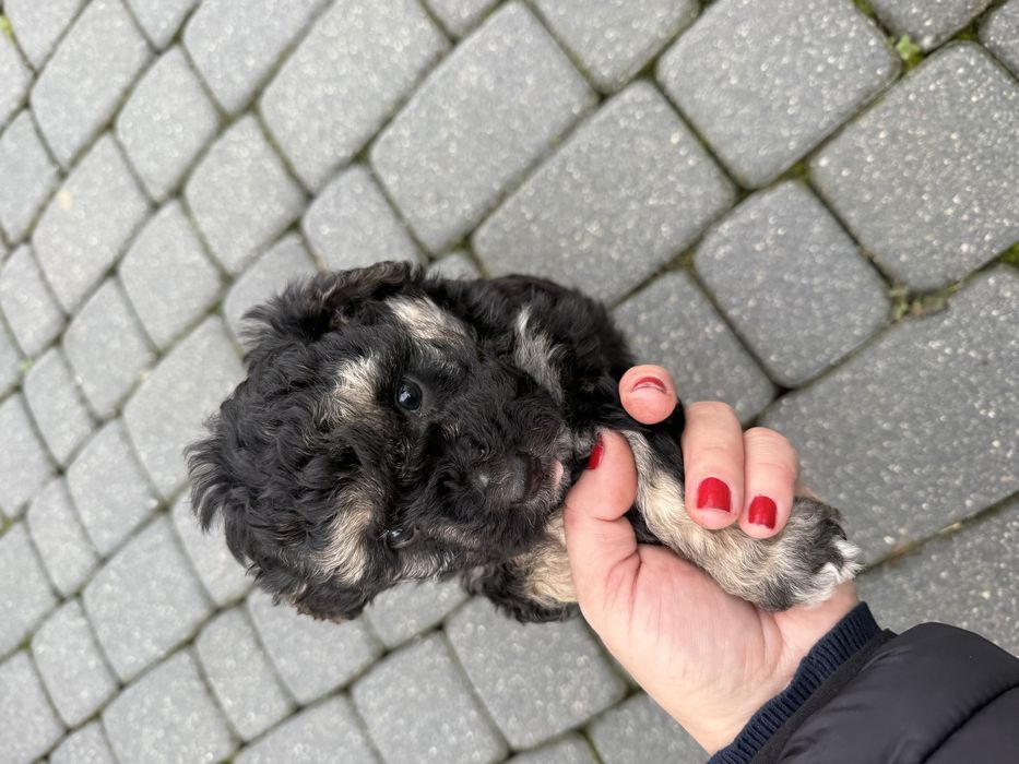 Pieski małe szczeniaki oddam