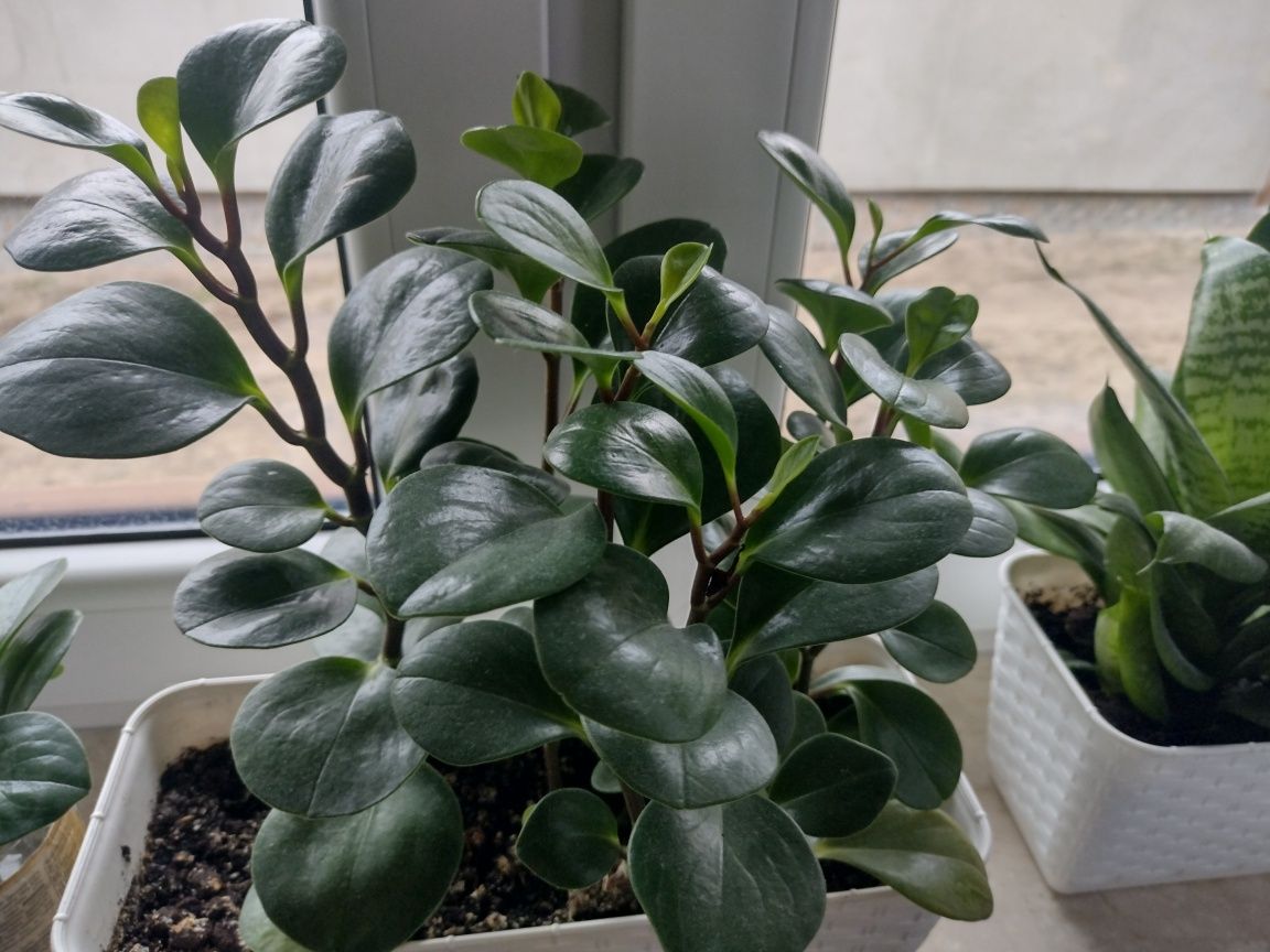 peperomia tepolistna