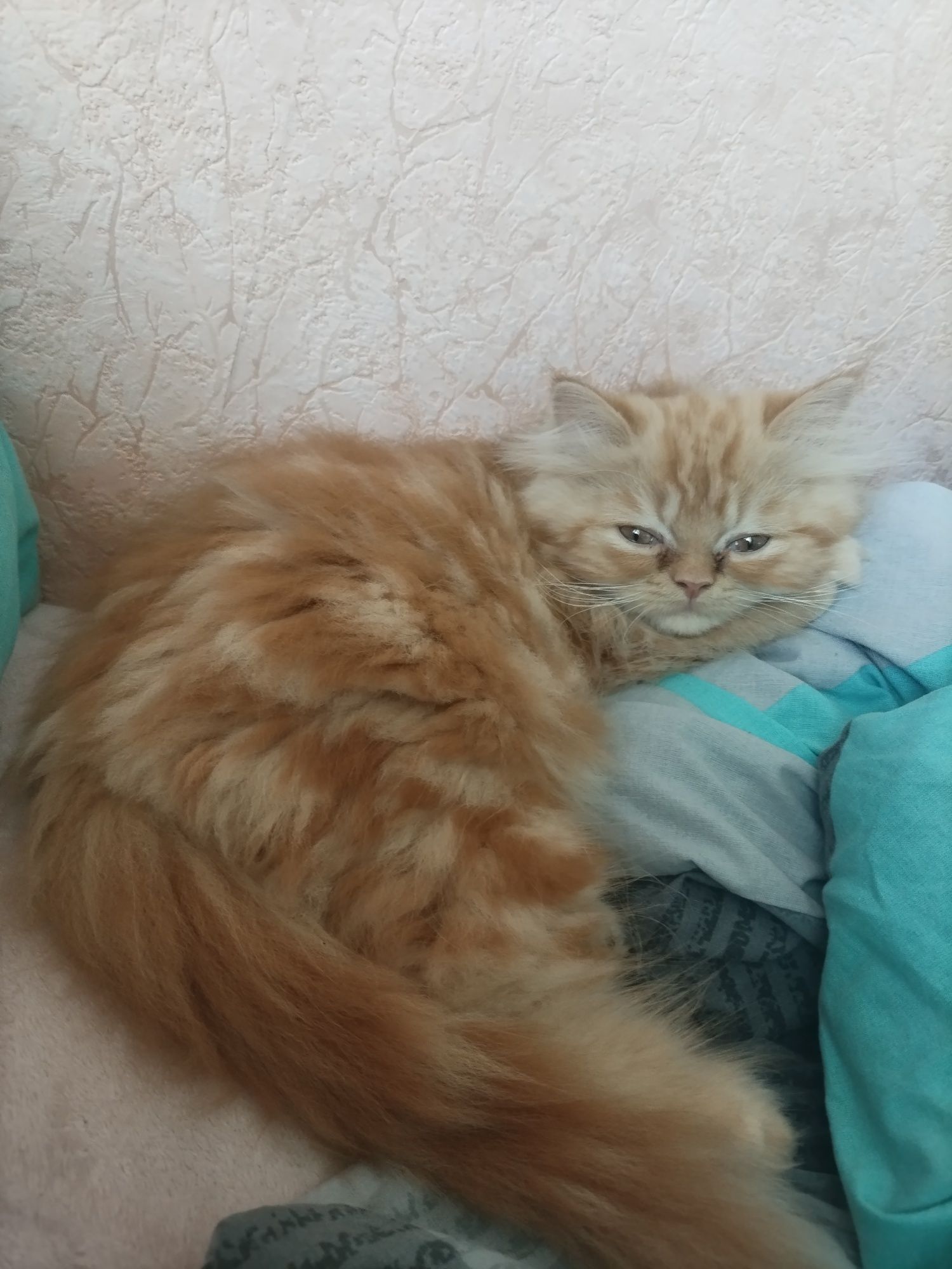 Залишився котик персидської породи