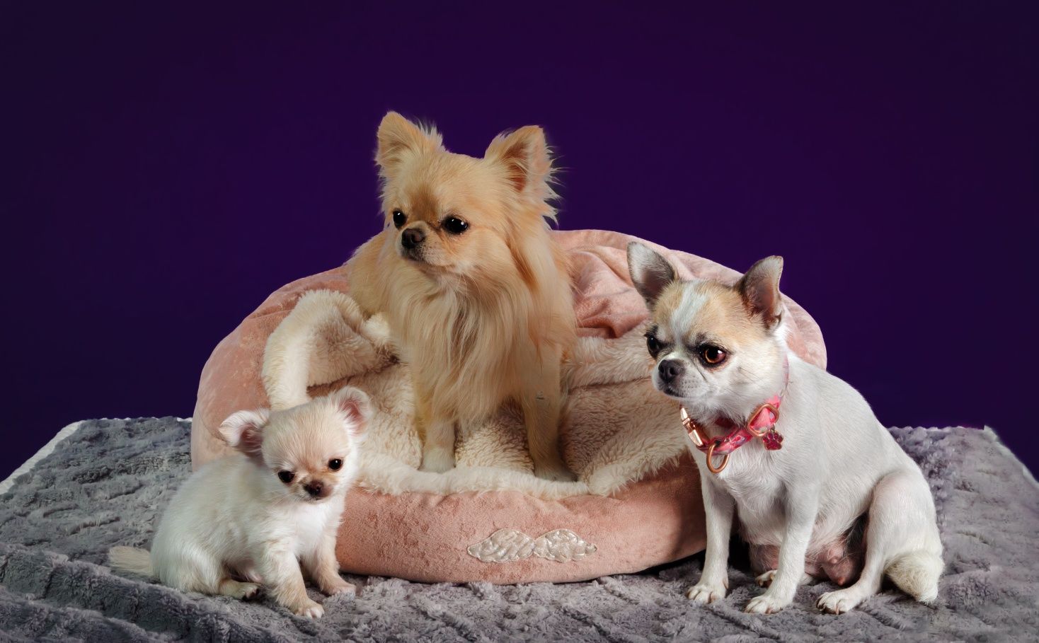 Chihuahua krótkowłosy