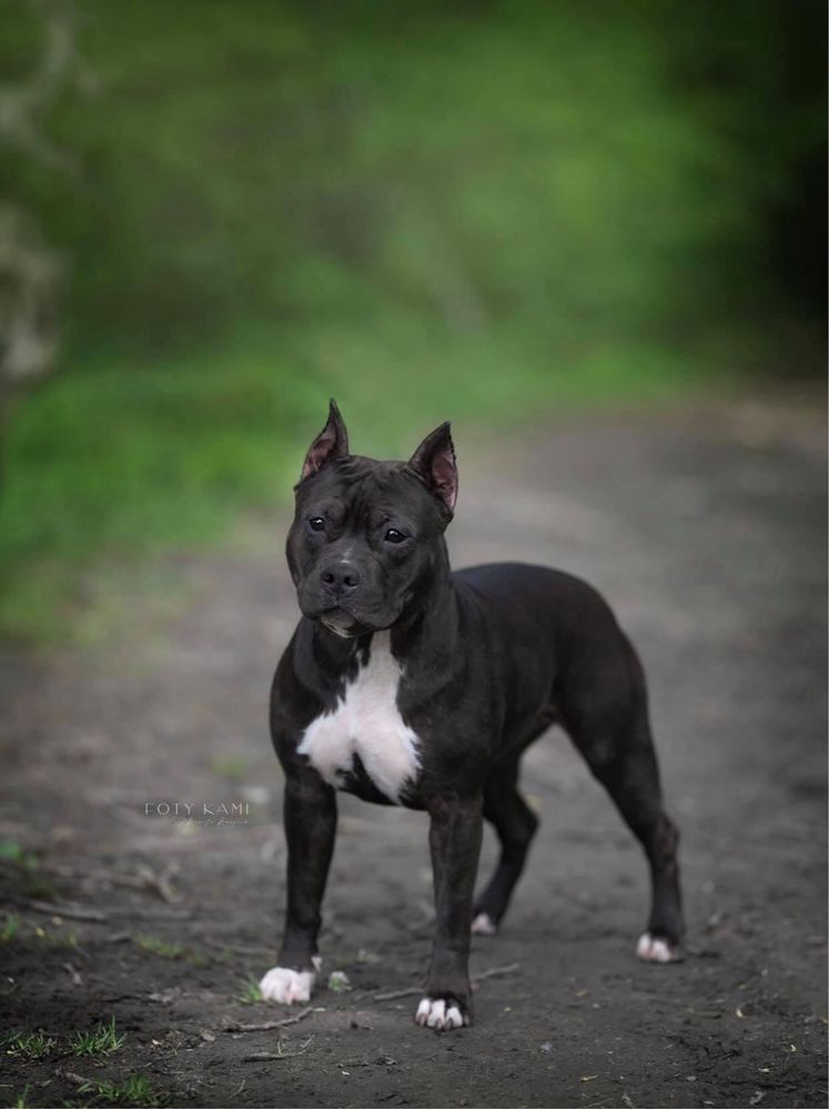 Zapowiedź miotu Amstaff American staffordshire terrier ZKwP FCI