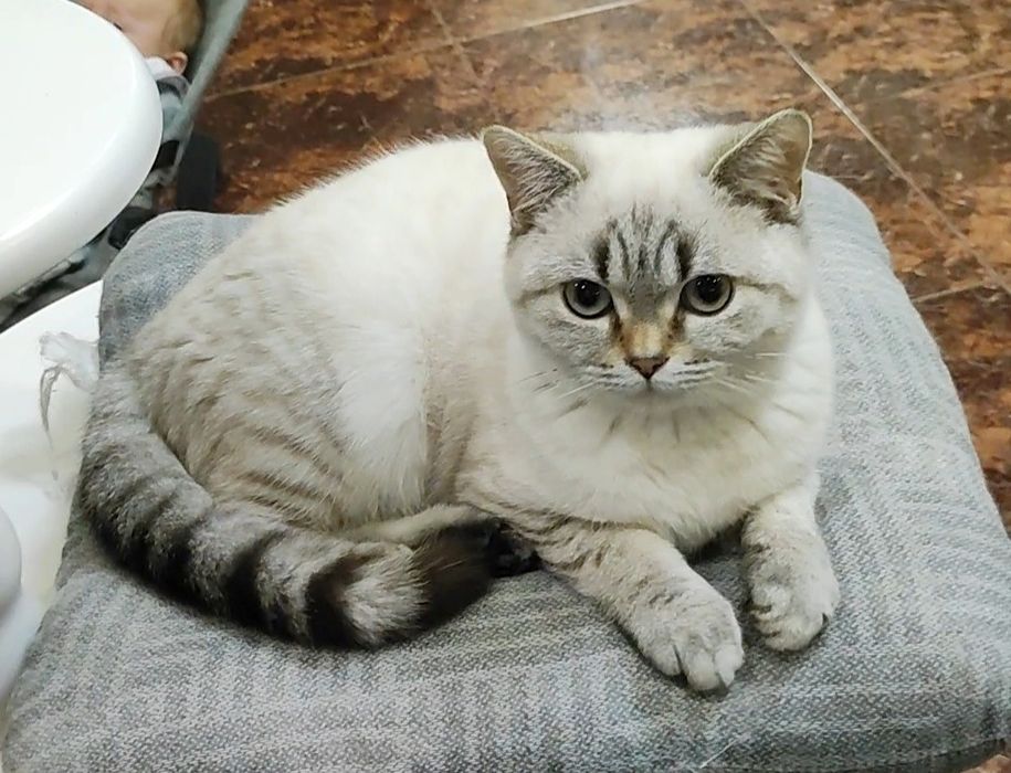 Мальчик шиншиллка поинт