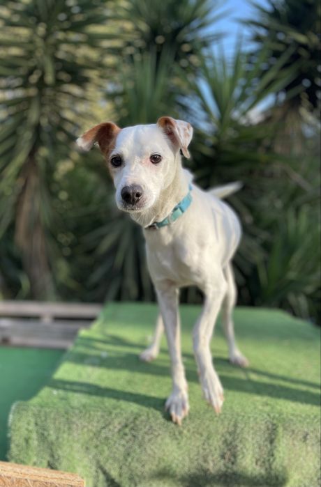 Macho porte mini + macho porte pequeno