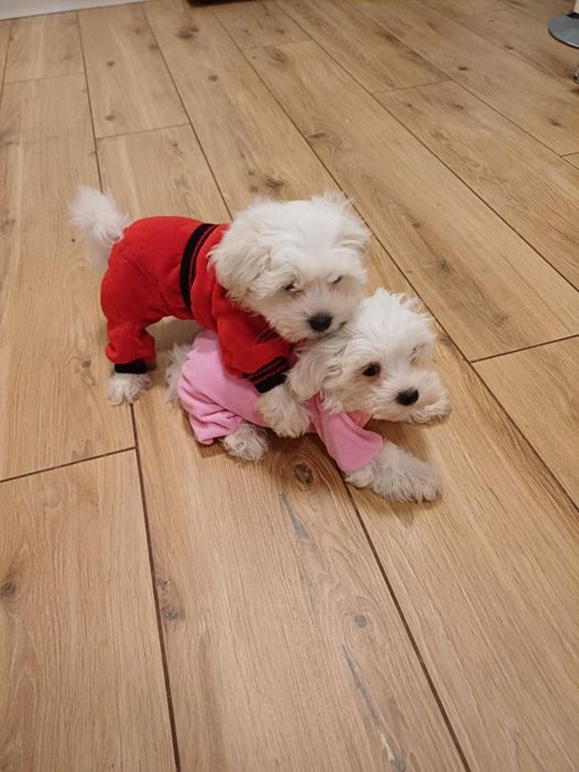 Maltanczyk śliczny piesek