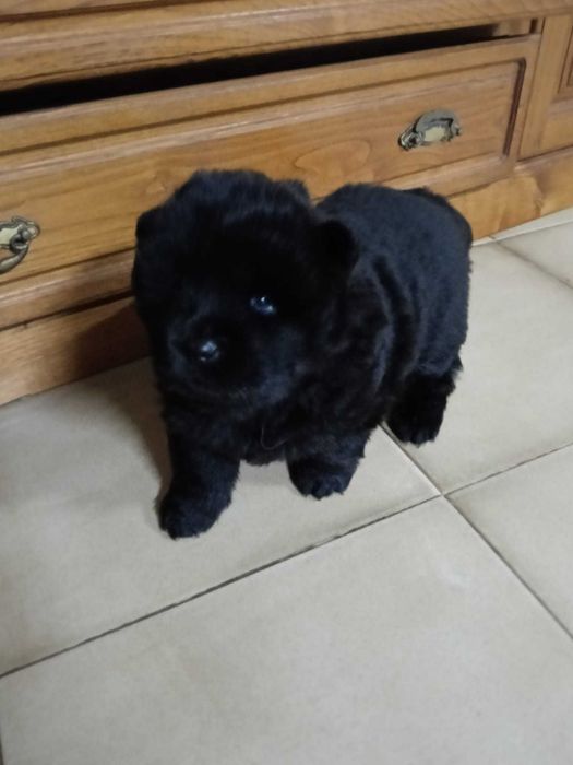Vendo cadela Chow Chow