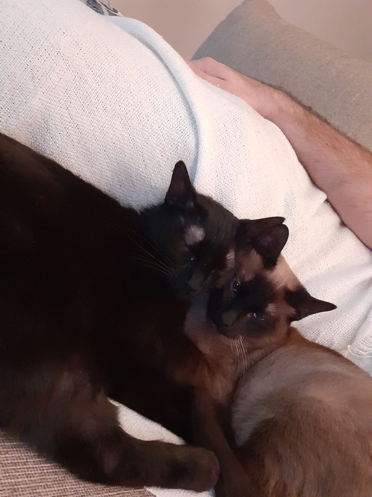 Gato para adopção