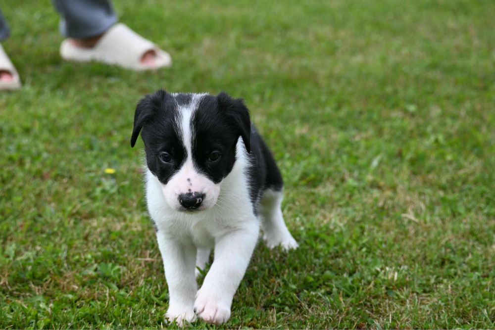 Szczeniak border collie