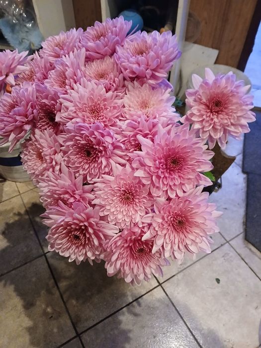 Маточне коріння хризантем