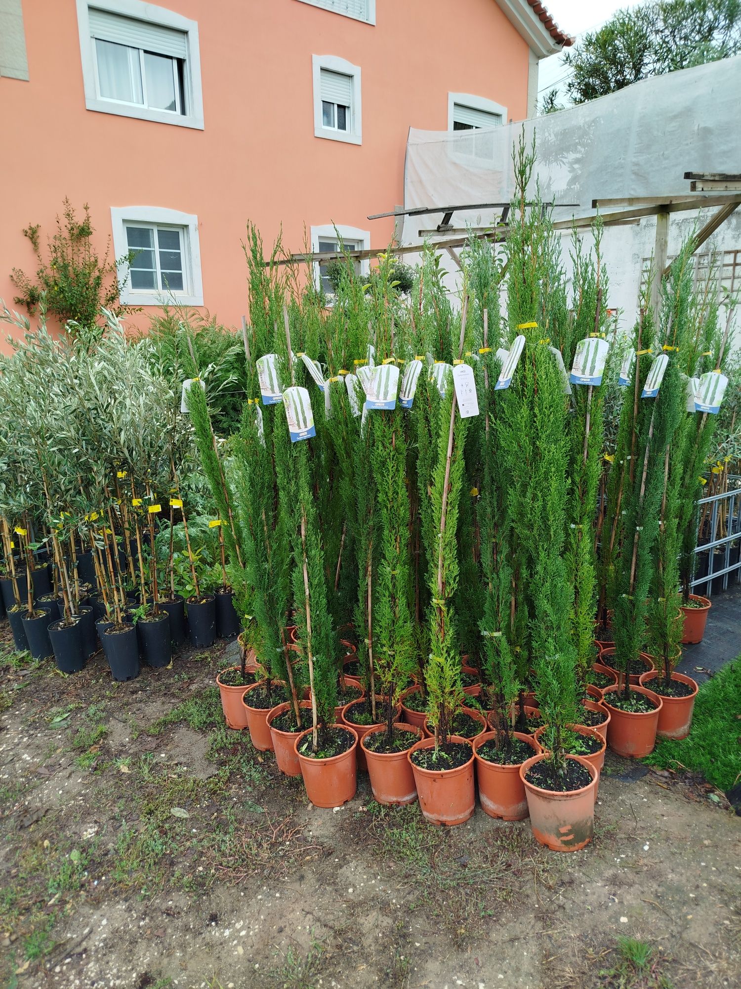 Ciprestes tipo italiano... para ornamentação