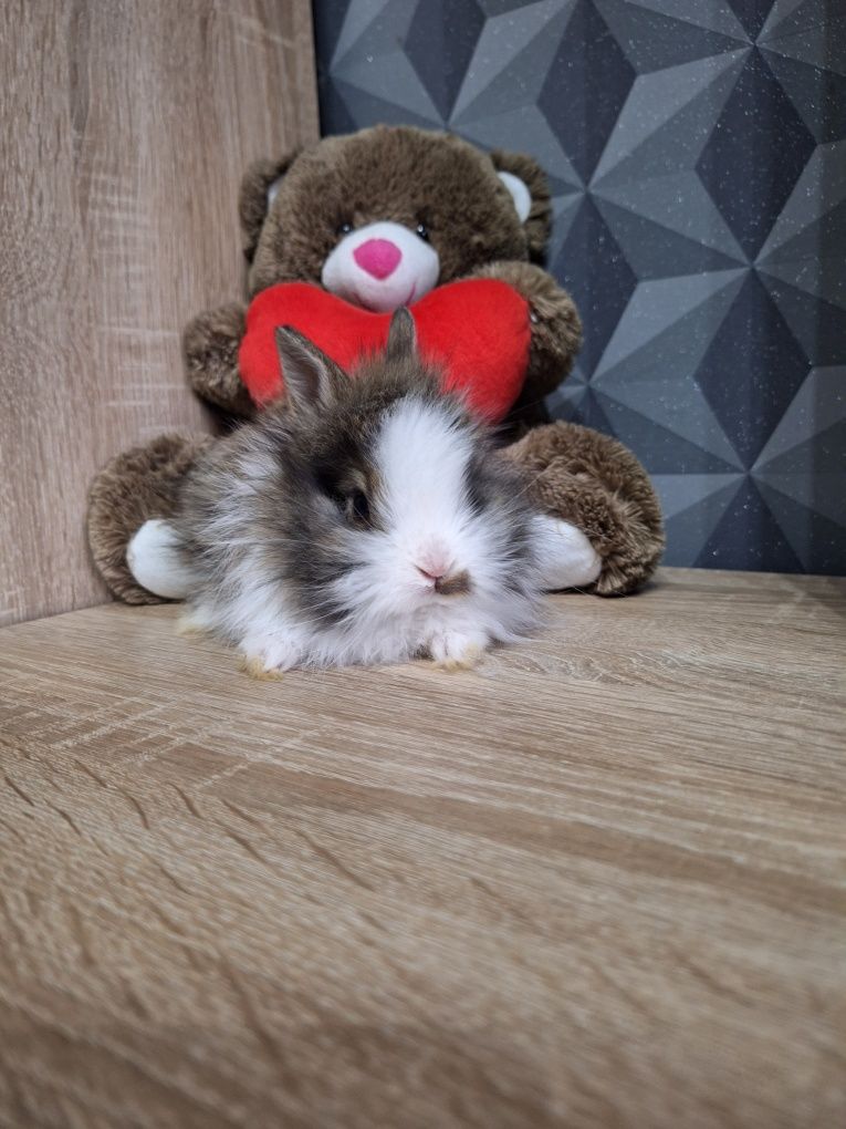 Króliczki Karzełki Teddy