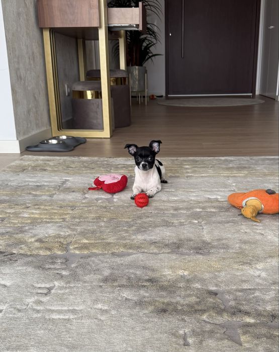 Excelente mini Chihuahua/Chiuaua de Qualidade