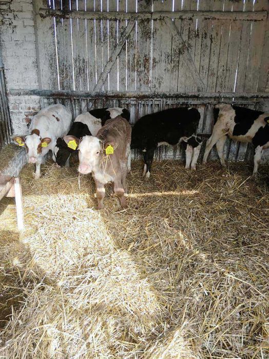 Sprzedam byczki 5 sztuk waga około 100 kg