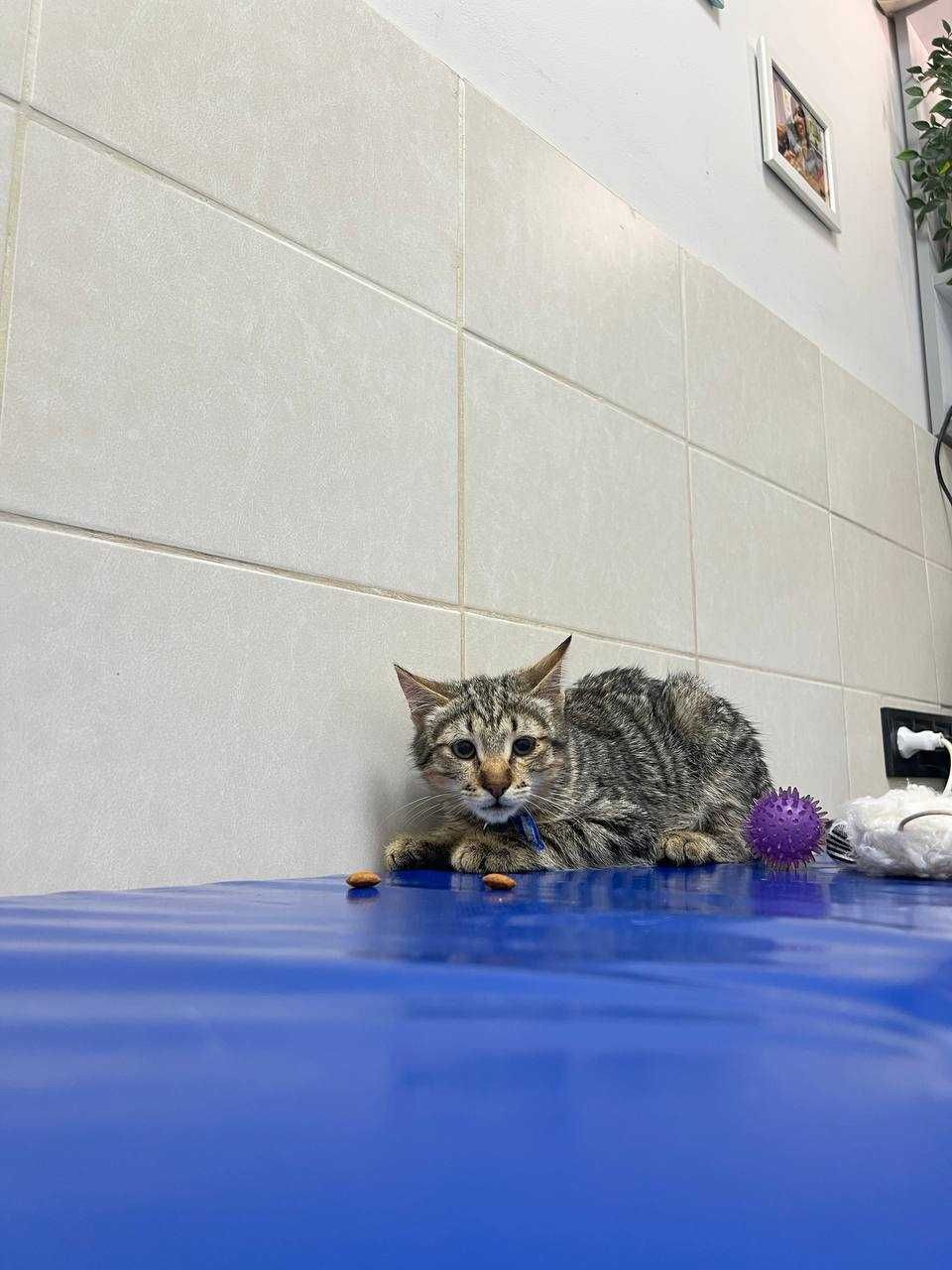 Полосатые котята ищут дом