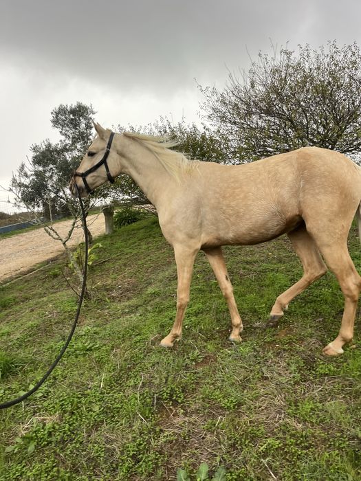 Egua palomina  1,57m