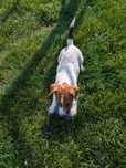 Jack Russell Terrier FCI ZKwP