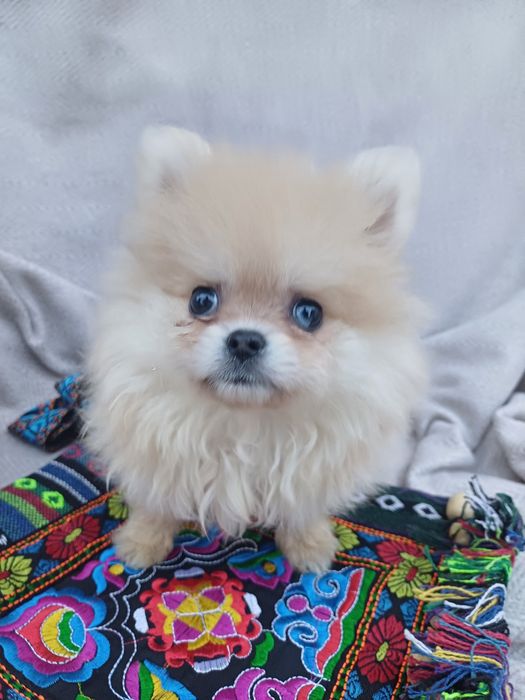 Я маленька красуня -шпіцик.