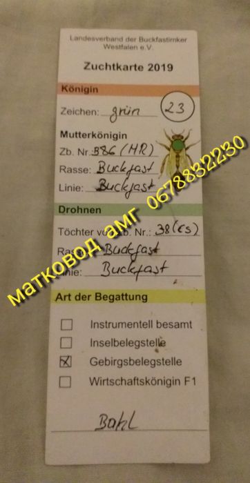 Продам Зимувалі матки Ф0 на кінець травня Острівні чи іо / шз ио