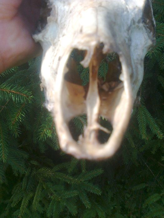 poroze kozla sarny jelenia naturalne znakomity stan unikat starocie