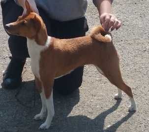 Basenji zapowiedź letniego miotu. Rudo białe i pręgowane po championie