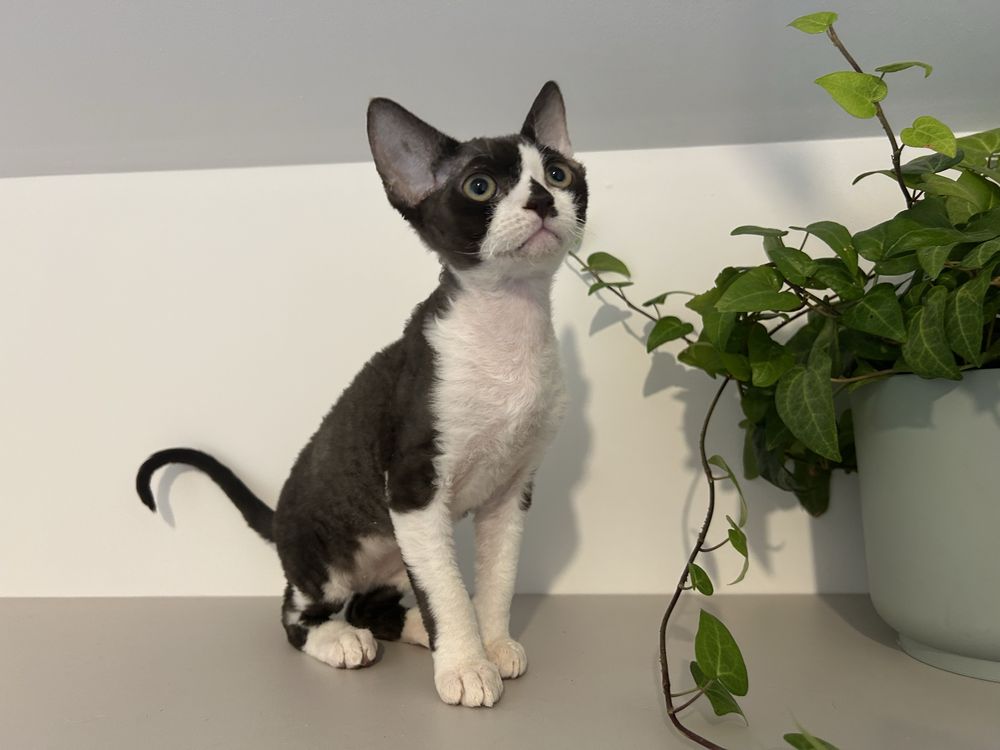Devon rex, piękny kocur FPL,FIFE