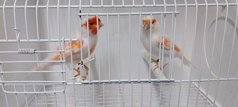 Canários vermelhos mosaico lote