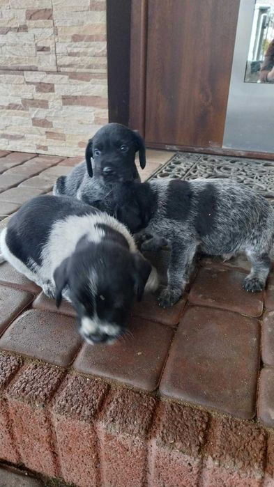 Oddam pieski w dobre ręce