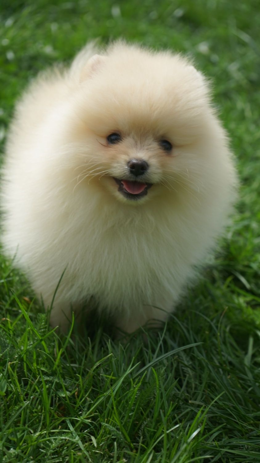 Piesek chlopak kremowy szpic miniaturowy pomeranian