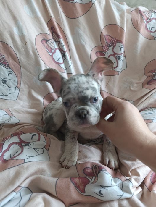 *Buldog francuski lilac merle piesek unikatowy najpiekniejszy