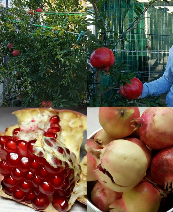 Гранат саженцы Ак-Дона
