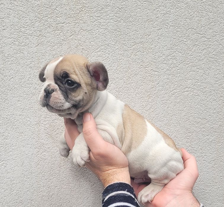Bulldog macho 2 meses