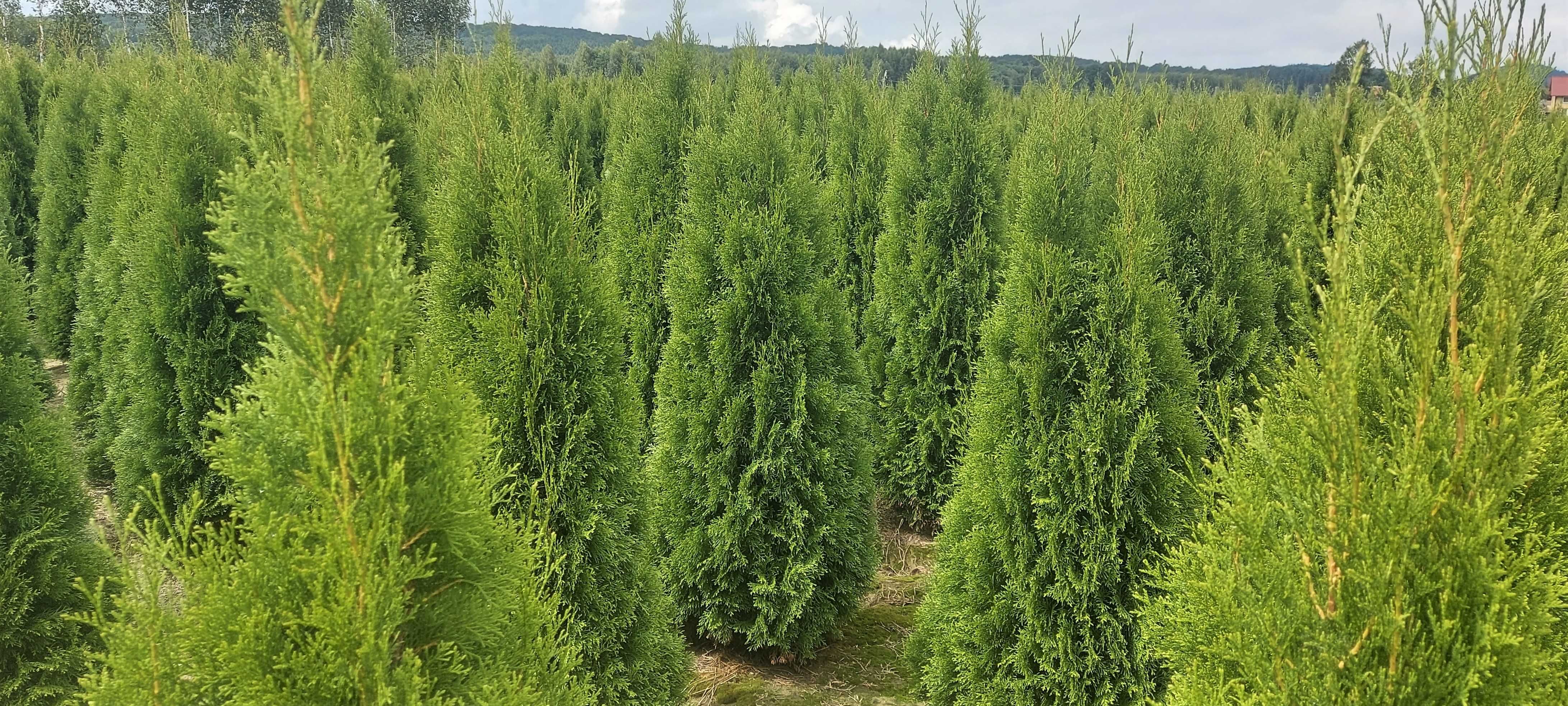 Tuja Szmaragd 225cm