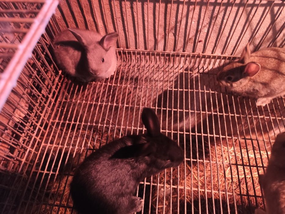 Coelhos anões pequenos