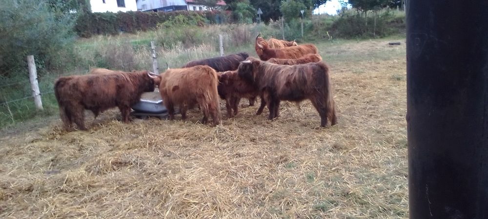 Sprzedaż stada rasy Highland lub sztuki pojedyczo