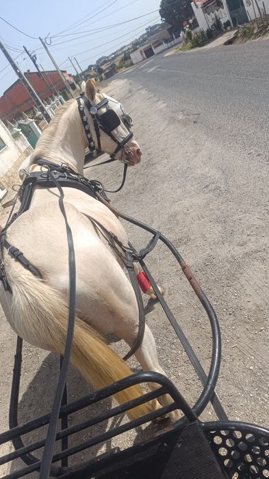 Para venda égua Isabel