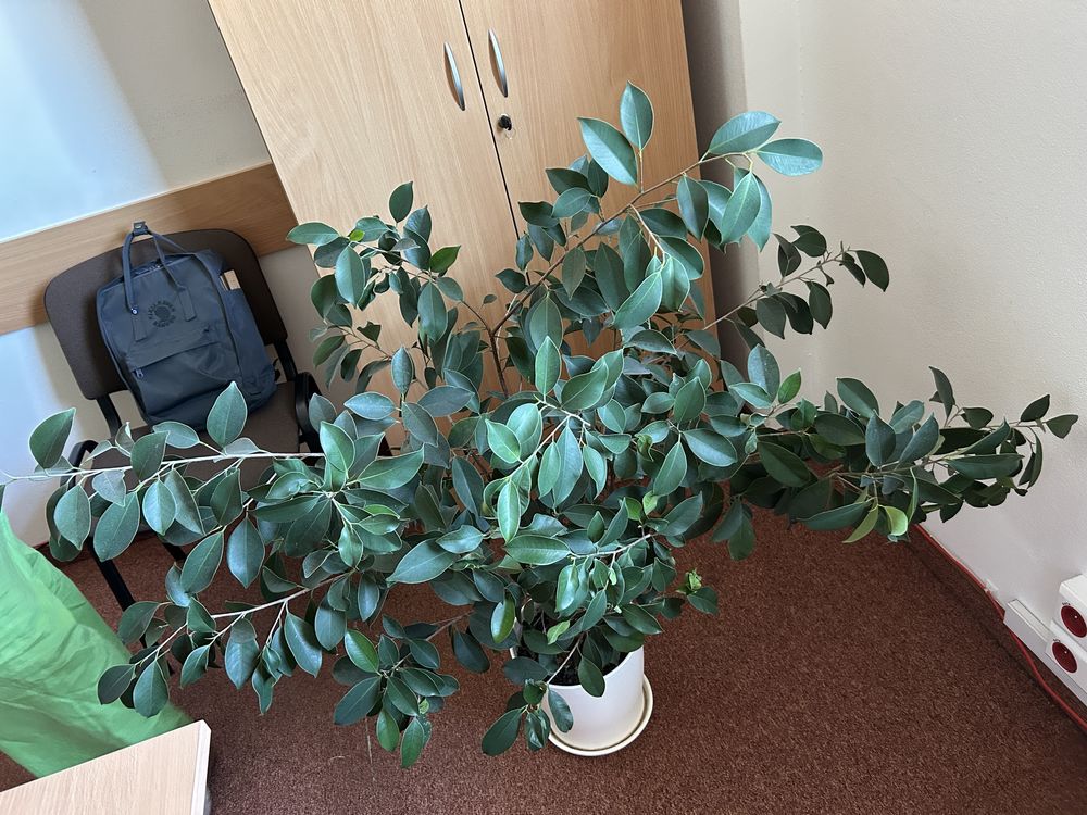 Fikus Benjamin w ceramicznej donicy *Piękny 120/140 cm !