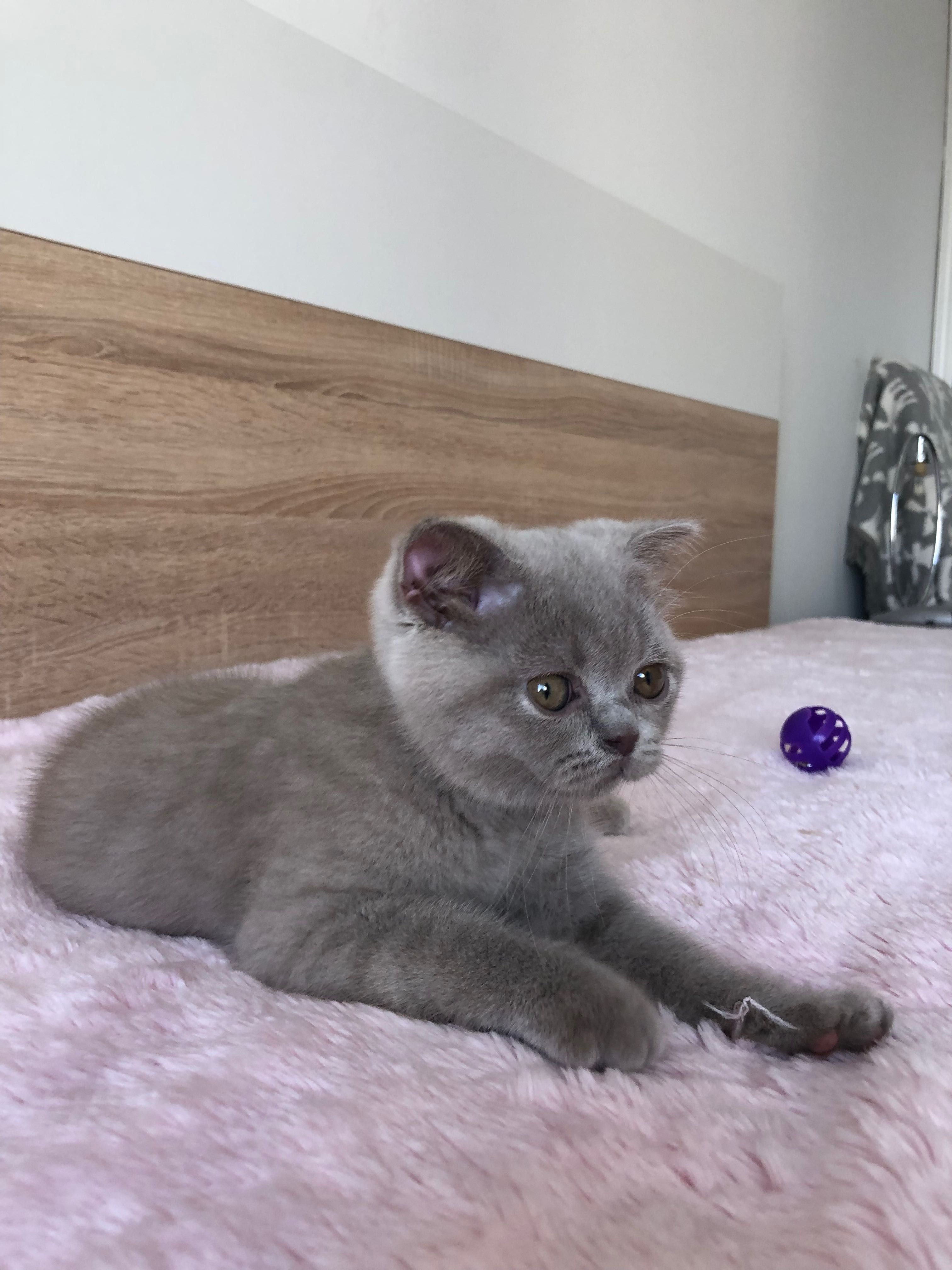 Fêmea Scottish Fold Lilac
