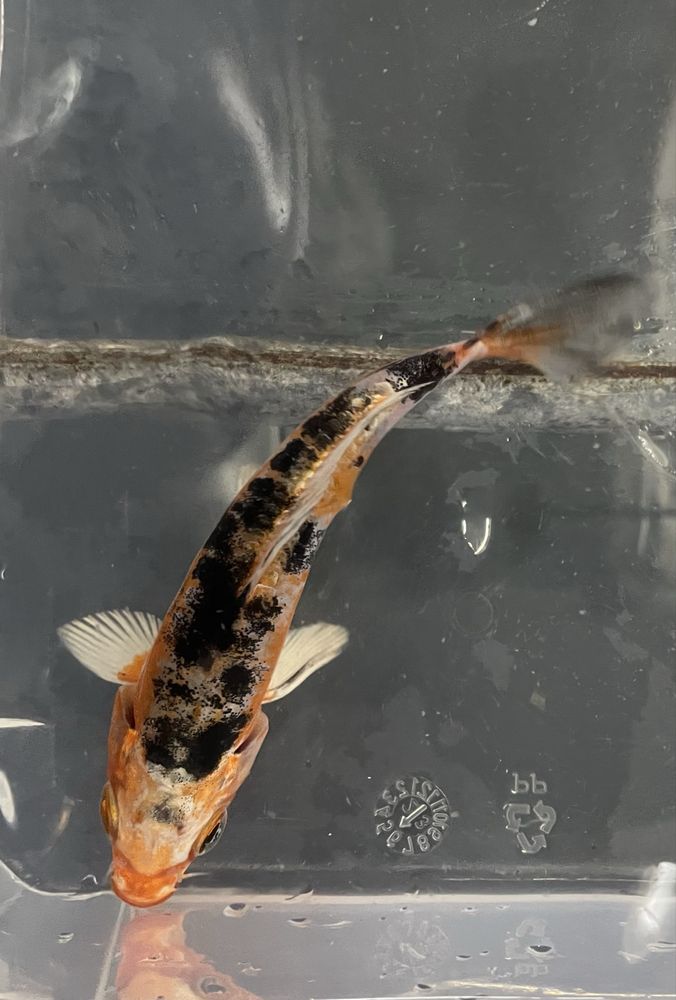 Carpa Koi 12/15cm