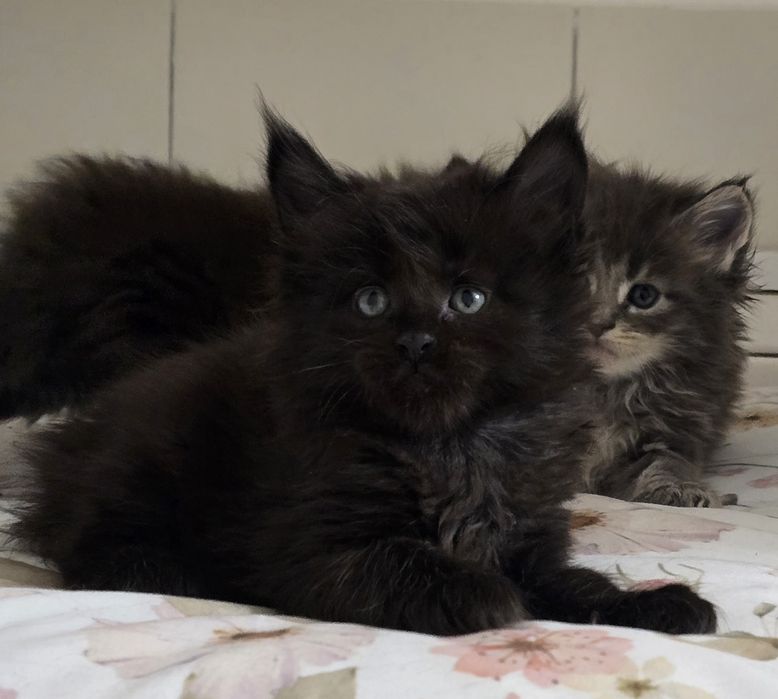 Czarna kotka Maine Coon