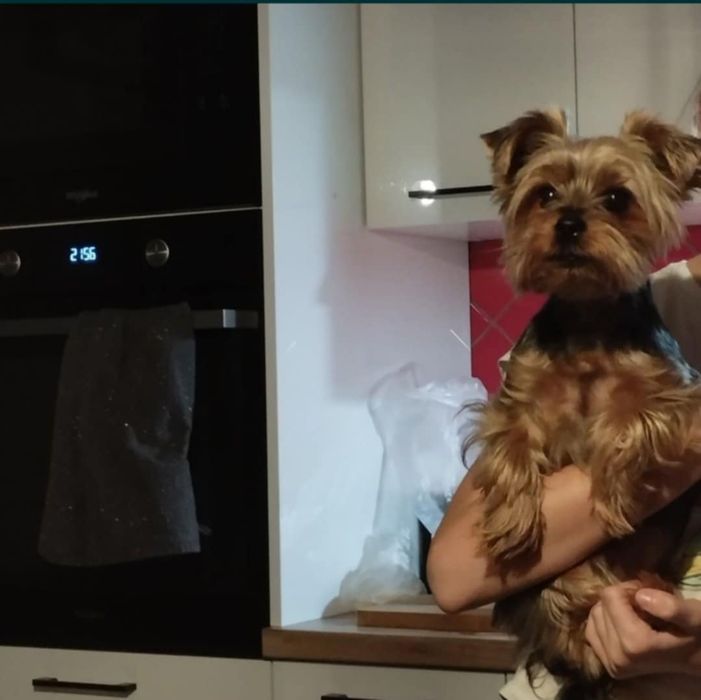 Yorkshire terrier