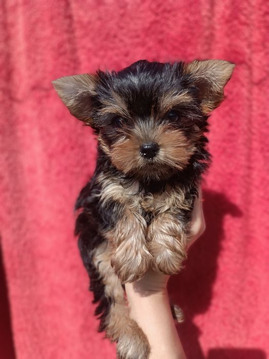 Красивейшие щенки Йорики