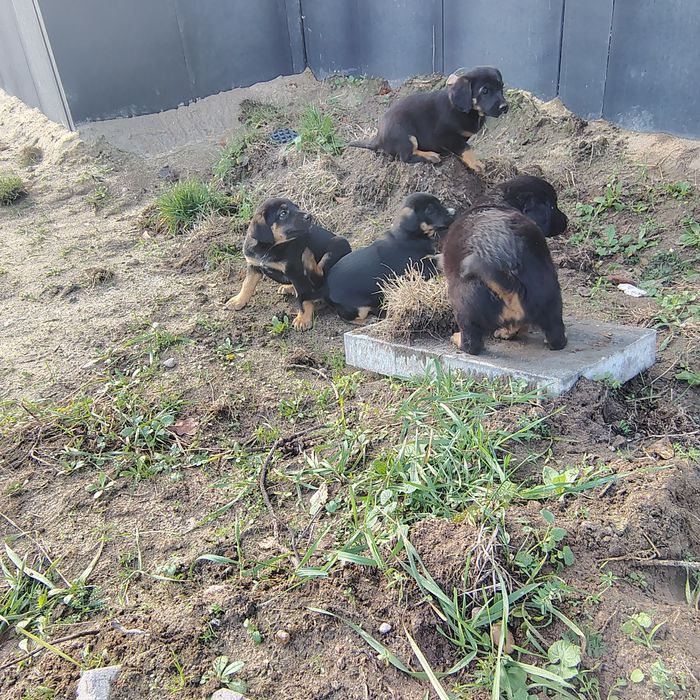 Oddam cztery pieski za darmo