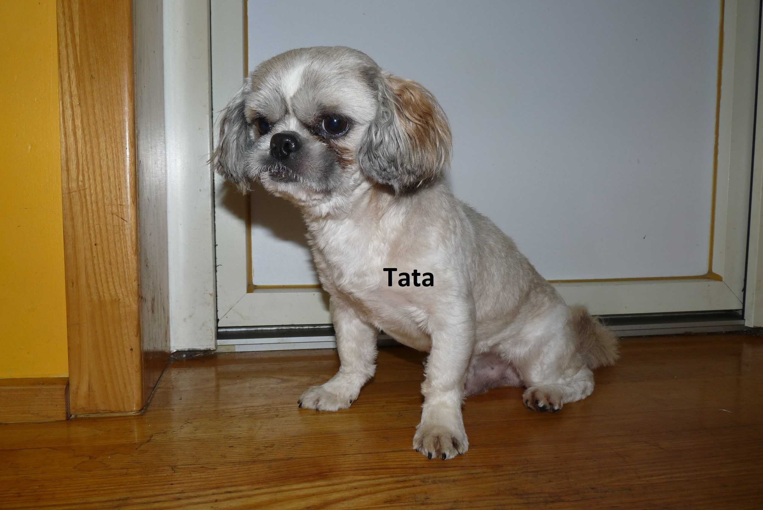 Shih Tzu, piesek Simba do odbioru od 19 lipca.