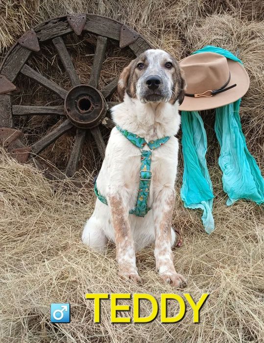 Отдам даром в добрые руки собаку метис алабая