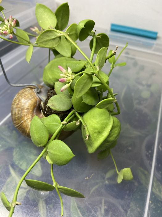 Дісхідія  види .