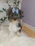 Yorkshire terrier śliczny biewer piesek