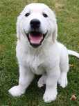 Gotowe do odbioru - Śliczny piesek szczeniak Golden Retriever,  ZKw
