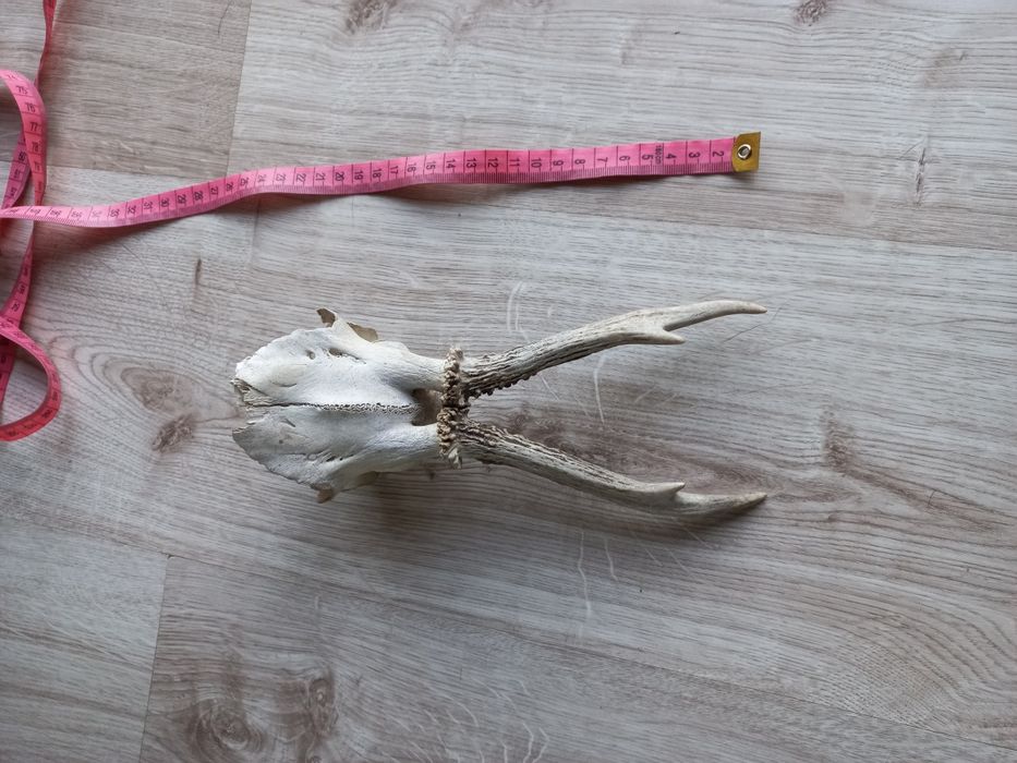 Poroże na sprzedaż