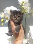 Gatinha Maine coon com LOP
